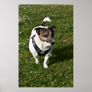 Poster Capo von Oppenheim, chien Jack Russell Terrier