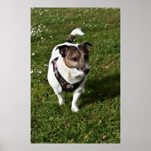 Poster Capo von Oppenheim, chien Jack Russell Terrier (Devant)