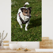 Poster Capo von Oppenheim, chien Jack Russell Terrier (Cuisine)