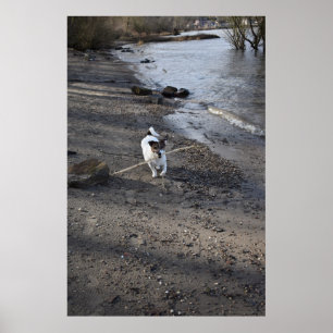 Poster Capo von Oppenheim, chien Jack Russell Terrier
