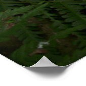 Poster Capo von Oppenheim, chien Jack Russell Terrier (Coin)