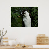 Poster Capo von Oppenheim, chien Jack Russell Terrier (Cuisine)