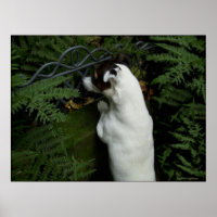 Capo von Oppenheim, chien Jack Russell Terrier