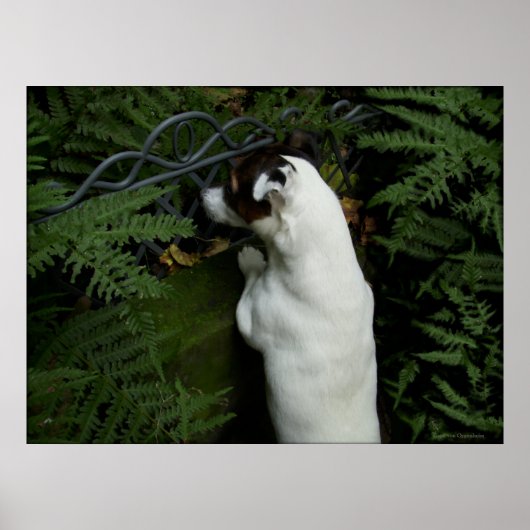 Poster Capo von Oppenheim, chien Jack Russell Terrier (Devant)