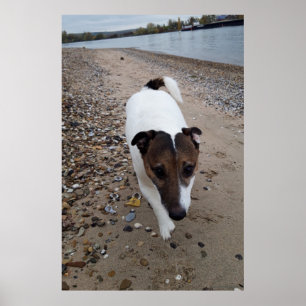 Poster Capo von Oppenheim, chien Jack Russell Terrier