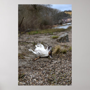 Poster Capo von Oppenheim, chien Jack Russell Terrier