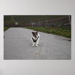 Poster Capo von Oppenheim, chien Jack Russell Terrier