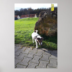 Poster Capo von Oppenheim, chien Jack Russell Terrier