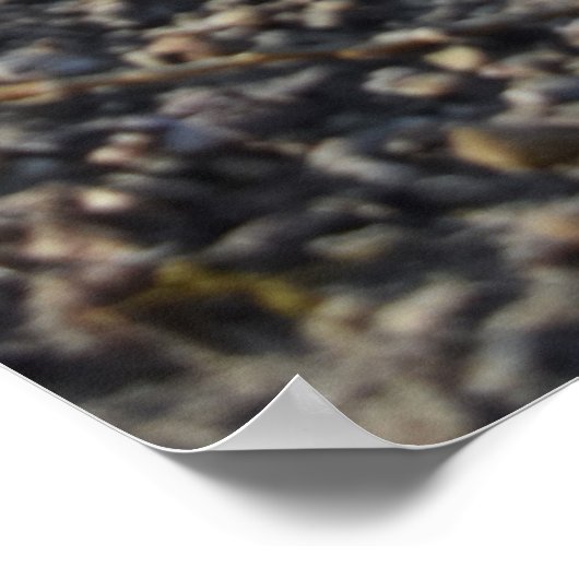 Poster Capo von Oppenheim, chien Jack Russell Terrier (Coin)