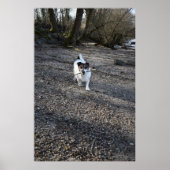 Poster Capo von Oppenheim, chien Jack Russell Terrier (Devant)