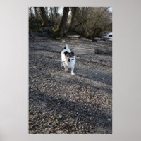 Capo von Oppenheim, chien Jack Russell Terrier