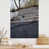 Poster Capo von Oppenheim, chien Jack Russell Terrier (Cuisine)