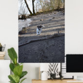 Poster Capo von Oppenheim, chien Jack Russell Terrier (Bureau à domicile)