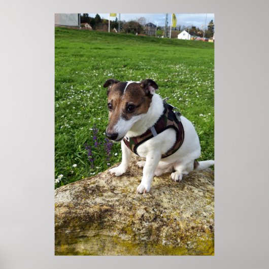 Poster Capo von Oppenheim, chien Jack Russell Terrier (Devant)