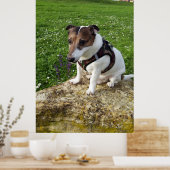 Poster Capo von Oppenheim, chien Jack Russell Terrier (Cuisine)