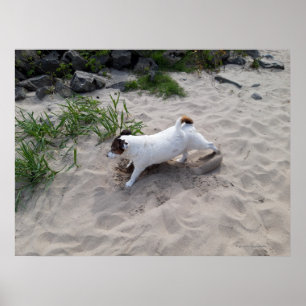 Poster Capo von Oppenheim, chien Terrier Jack Russell