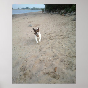 Poster Capo von Oppenheim, chien Terrier Jack Russell
