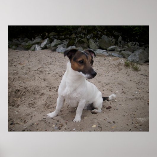 Poster Capo von Oppenheim, Jack Russell Chien (Devant)