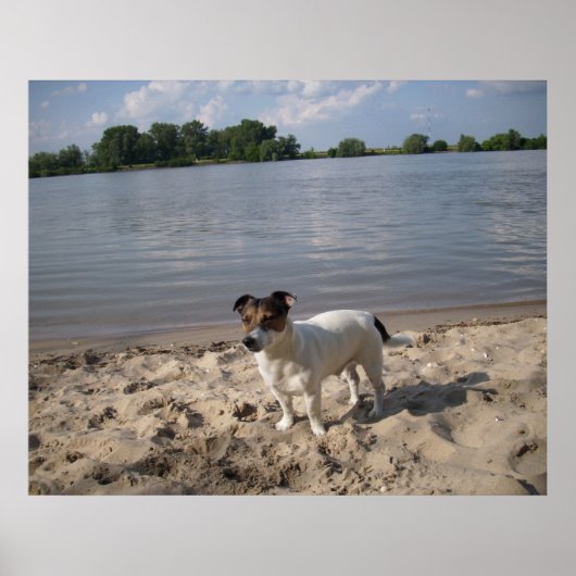 Poster Capo von Oppenheim, Jack Russell Chien (Devant)