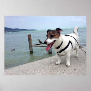 Poster Capo von Oppenheim, Jack Russell Terrier Chien