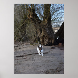 Poster Capo von Oppenheim, Jack Russell Terrier Chien