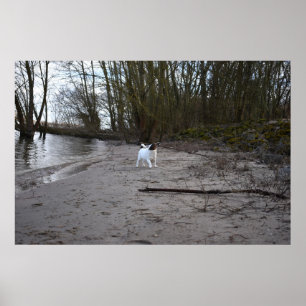 Poster Capo von Oppenheim, Jack Russell Terrier Chien