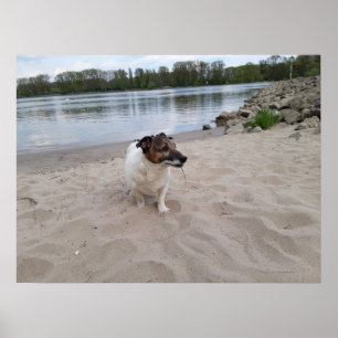 Poster Capo von Oppenheim, Jack Russell Terrier Chien