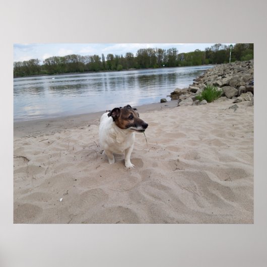 Poster Capo von Oppenheim, Jack Russell Terrier Chien (Devant)