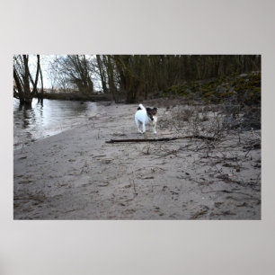 Poster Capo von Oppenheim, Jack Russell Terrier Chien