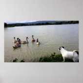 Poster Capo von Oppenheim, Jack Russell Terrier Chien (Devant)
