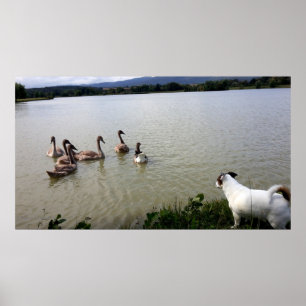 Poster Capo von Oppenheim, Jack Russell Terrier Chien