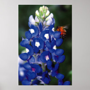 Poster capot bleu avec abeille