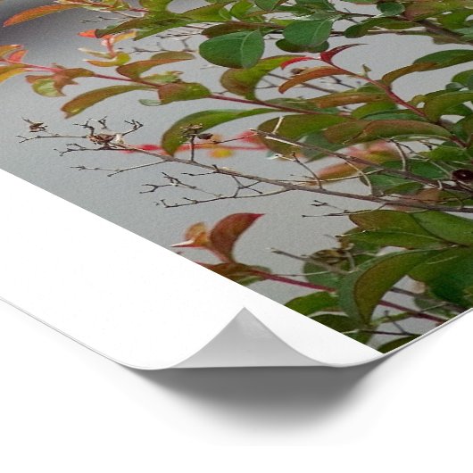 Poster Capteur à queue de ciseau féminin (Coin)