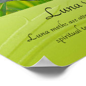 Poster Captivant Luna Moth (Coin)