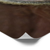 Poster Captive femelle Orangutan (Coin)