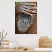 Poster Captive femelle Orangutan (Cuisine)