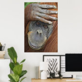 Poster Captive femelle Orangutan (Bureau à domicile)