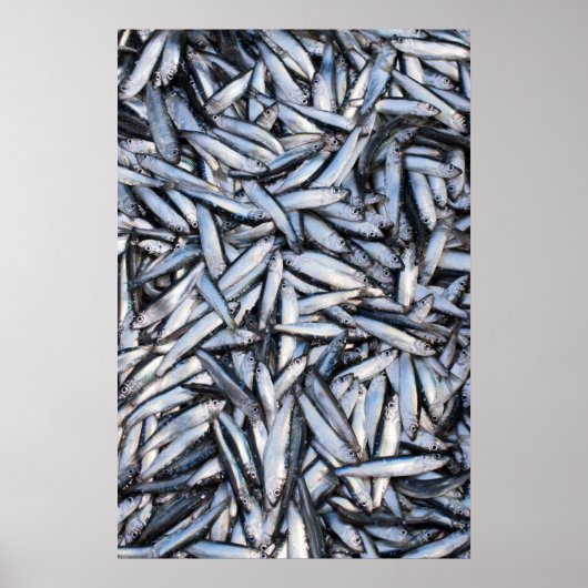 Poster Capture de poisson (Devant)