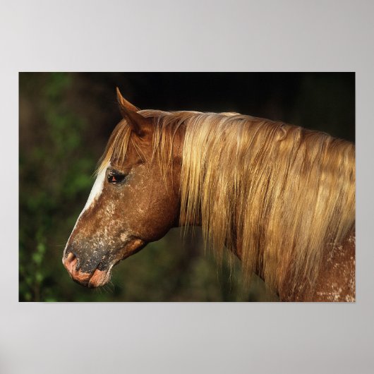 Poster Capture d'écran Appaloosa Horse 1 (Devant)