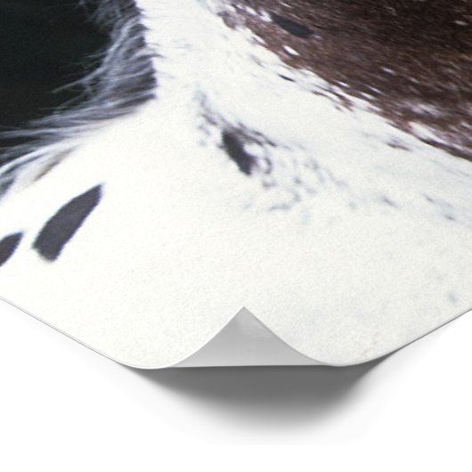 Poster Capture d'écran Appaloosa Horse 2 (Coin)