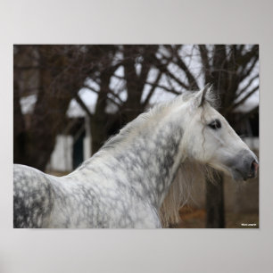 Poster Capture d'écran Dappy Grey Andalucien Stallion