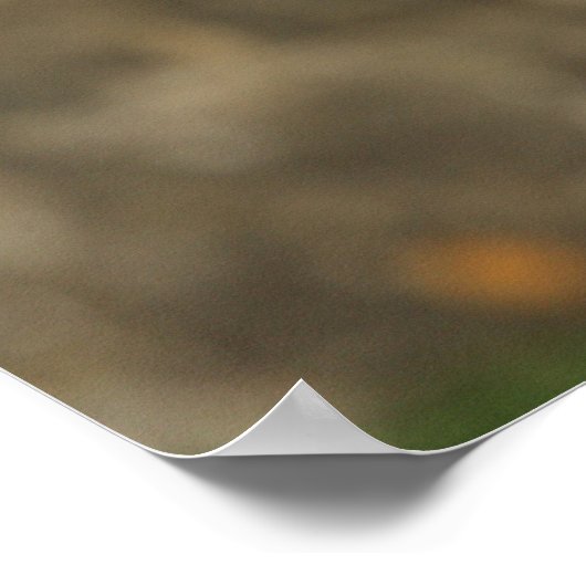 Poster Capture d'écran de 12 semaines Vieux Bordure Colli (Coin)