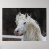 Poster Capture d'écran de Bob Langrish Appaloosa Friesian (Devant)