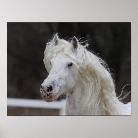 Poster Capture d'écran de Bob Langrish Appaloosa Friesian (Devant)