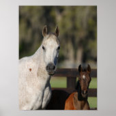 Poster Capture d'écran de Bob Langrish Arab Mare and Foie (Devant)