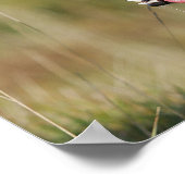 Poster Capture d'écran de la bordure Collie 2 (Coin)