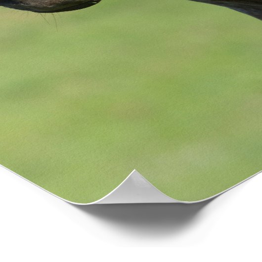 Poster Capture d'écran de l'Appaloosa Horse Mare et Foie (Coin)