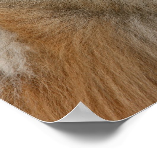 Poster Capture d'écran de Poméranie 2 (Coin)