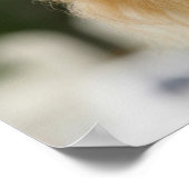 Poster Capture d'écran de Poméranie regardant la caméra (Coin)