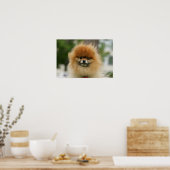 Poster Capture d'écran de Poméranie regardant la caméra (Cuisine)